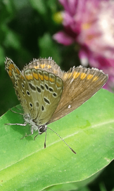 Femmina di Polyommatus icarus (Lycaenidae)? - cf. icarus/bellargus